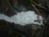 Kalkfarbene Wachskruste, Foto 5