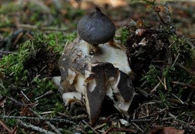 Kammerdstern, Foto 4