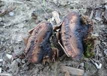 Kastanienbrauner Kugelschwamm, Foto 6