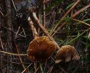 Kastanienbrauner Schirmling, Foto 17