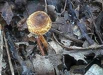 Kastanienbrauner Schirmling, Foto 28