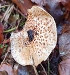Kastanienbrauner Schirmling, Foto 30