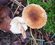 Kastanienbrauner Schirmling, Foto 38