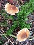 Kastanienbrauner Schirmling, Foto 42