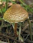 Kastanienbrauner Schirmling, Foto 51