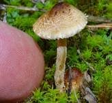 Kastanienbrauner Schirmling, Foto 10