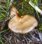 Kastanienbrauner Stielporling, Foto 14
