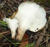 Kastanienbrauner Stielporling, Foto 15