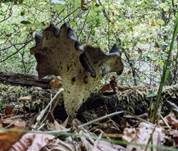 Kastanienbrauner Stielporling, Foto 59