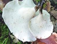 Kastanienbrauner Stielporling, Foto 60
