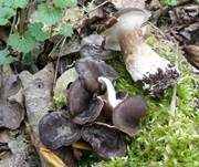 Kastanienbrauner Stielporling, Foto 65