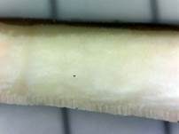 Kastanienbrauner Stielporling, Foto 80