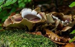 Kastanienbrauner Stielporling, Foto 81