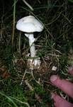 Kegelhütiger Knollenblätterpilz, Foto 15