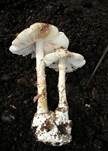 Kegelhütiger Knollenblätterpilz, Foto 22