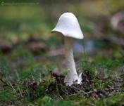 Kegelhütiger Knollenblätterpilz, Foto 25