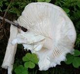Kegelhütiger Knollenblätterpilz, Foto 26