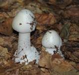 Kegelhütiger Knollenblätterpilz, Foto 33