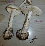 Kegelhütiger Knollenblätterpilz, Foto 9
