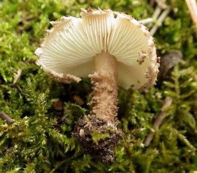 Kegelschuppiger Stachelschirmling, Foto 3