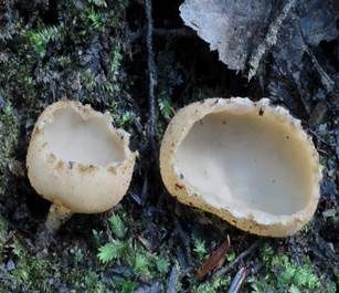Kerbrandiger Napfbecherling, Foto 2