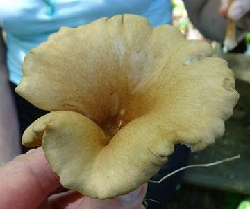 Kerbrandiger Trichterling, Foto 4