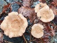 Kerbrandiger Trichterling, Foto 22