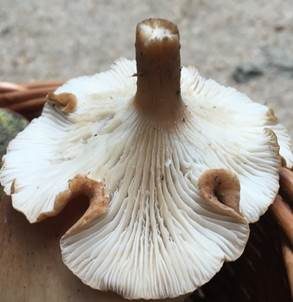 Kerbrandiger Trichterling, Foto 6