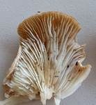 Kerbrandiger Trichterling, Foto 48