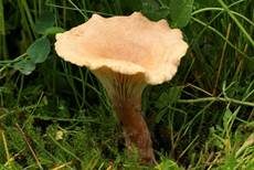 Kerbrandiger Trichterling, Foto 8