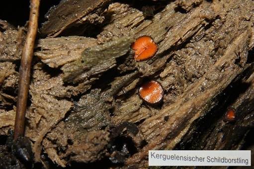 Kerguelensischer Schildborstling, Foto 2