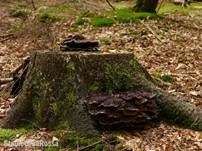 Kiefern-Braunporling, Foto 21