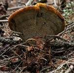 Kiefern-Braunporling, Foto 40