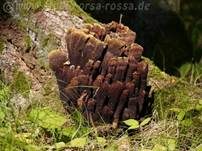 Kiefern-Braunporling, Foto 46