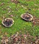 Kiefern-Braunporling, Foto 56