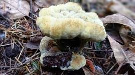 Kiefern-Braunporling, Foto 61