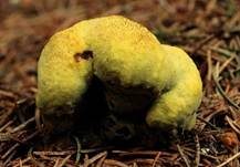Kiefern-Braunporling, Foto 73