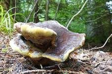 Kiefern-Braunporling, Foto 82