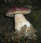 Kiefernsteinpilz, Foto 23