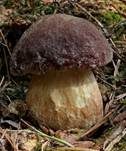 Kiefernsteinpilz, Foto 25