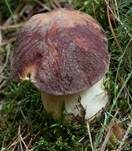 Kiefernsteinpilz, Foto 33