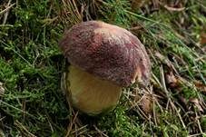 Kiefernsteinpilz, Foto 39