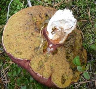 Kiefernsteinpilz, Foto 6