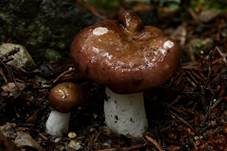 Kiefern-Weichtäubling, Foto 13