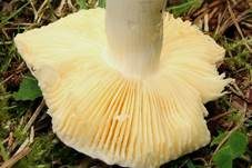 Kiefern-Weichtäubling, Foto 5