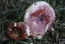 Kiefern-Weichtäubling, Foto 8