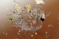 Kiefern-Zergschildkohlenbeere, Foto 6