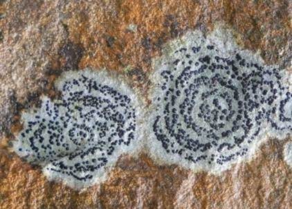 Kiesel Porpidia, Foto 2