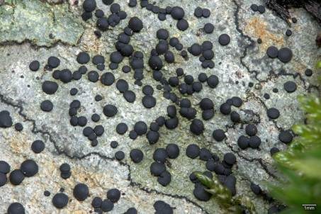 Kiesel Porpidia, Foto 4