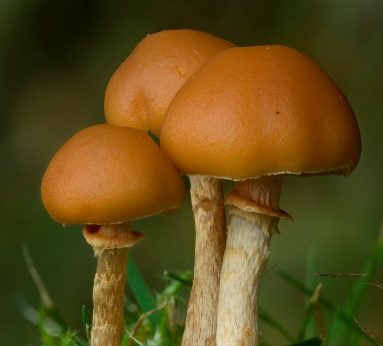 Klebriger Gras-Häubling, Foto 4